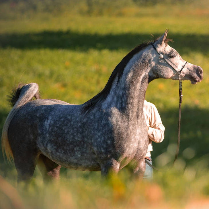 VIENNA MI | Dam of VERONA MI