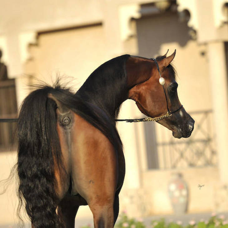 DOMINIC M | Sire of VERONA MI