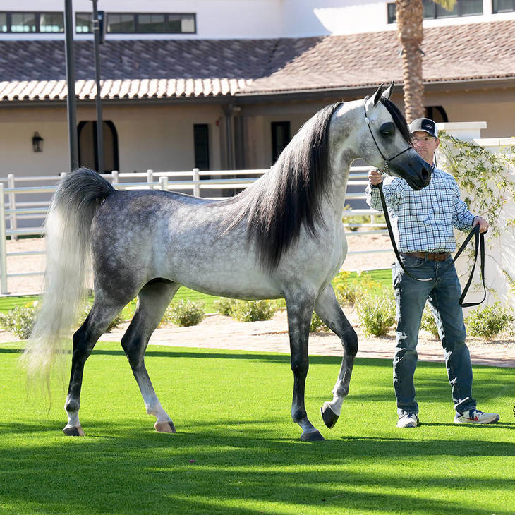 FAROUK PALAZZOTTO | Dam of MARIE MI