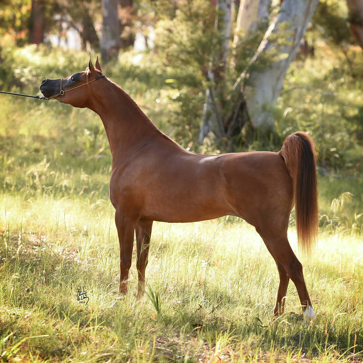 MI MARIE | Dam of MARIE MI