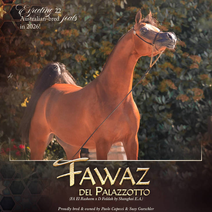 FAWAZ DEL PALAZZOTTO | The Greatest Expectations