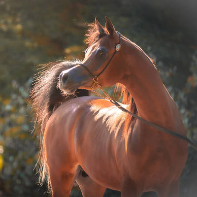 FAWAZ DEL PALAZZOTTO | The Greatest Expectations