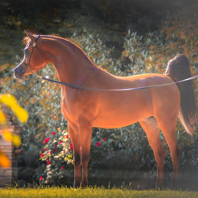 FAWAZ DEL PALAZZOTTO | The Greatest Expectations