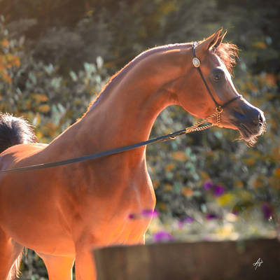 FAWAZ DEL PALAZZOTTO | The Greatest Expectations