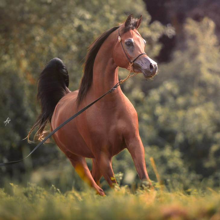 FAWAZ DEL PALAZZOTTO | The Greatest Expectations