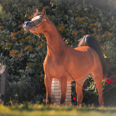 FAWAZ DEL PALAZZOTTO | The Greatest Expectations