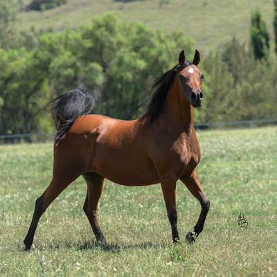 A LOVE NOTE | Dam of DOMINION MI