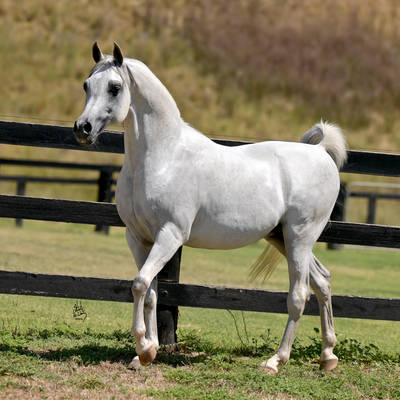 ALLEGIANCE MI | Sire of ALLIANT MI