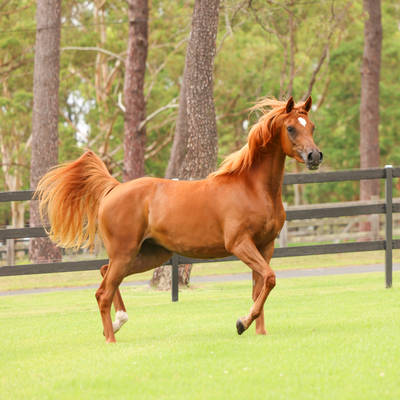 MI LALIQUE | Dam of LATIGO MI