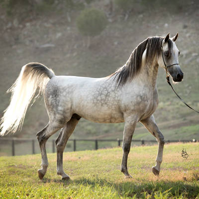 ALLEGIANCE MI | Sire of LATIGO MI