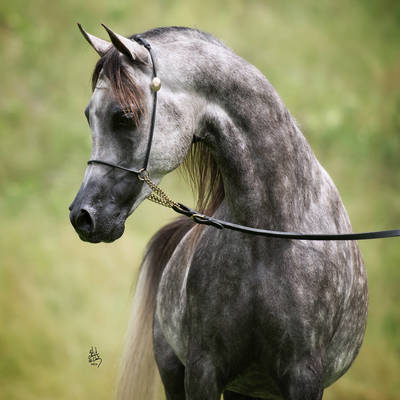 ALLEGIANCE MI | Sire of FOCUS MI 