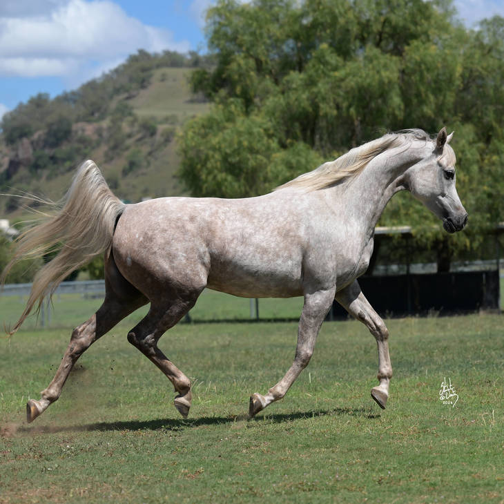 MI FOREVER MORE | Dam of FOCUS MI