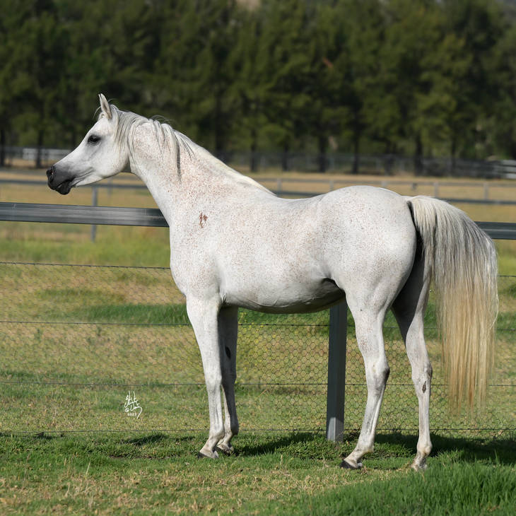 IVORY MI | Maternal Granddam of INTRIGUE MI