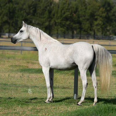 IVORY MI | Maternal Granddam of INTRIGUE MI