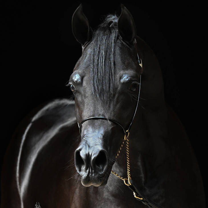 V MI | Sire of INTRIGUE MI