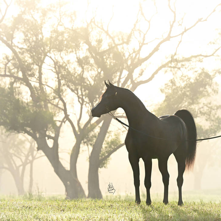 V MI | Sire of FAVOUR MI