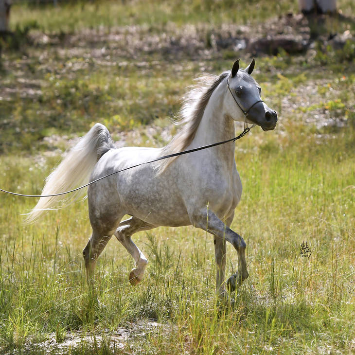 KLASSICAL FAME MI | Maternal Granddam of FAVOUR MI