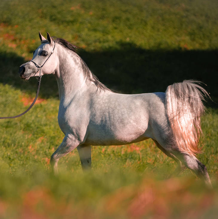 EUFORIA MI | Maternal Granddam of EVIDENT MI