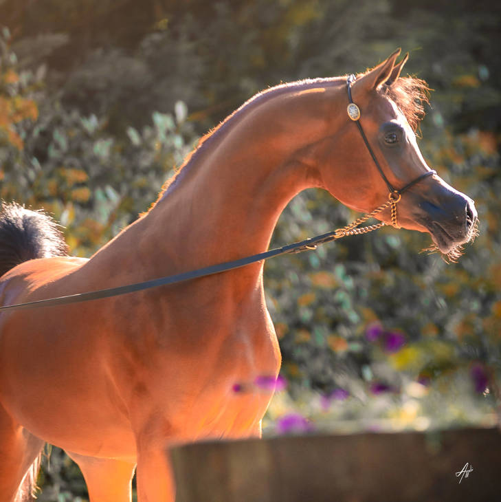 FAROUK DEL PALAZZOTTO