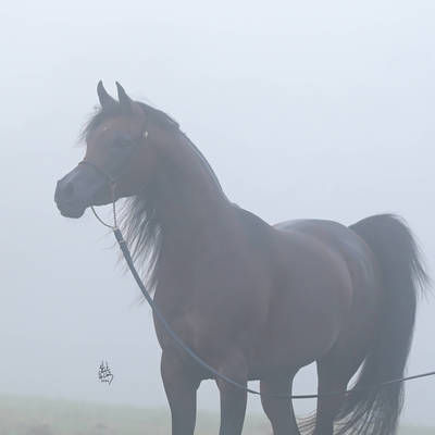 SAFFIRE MI