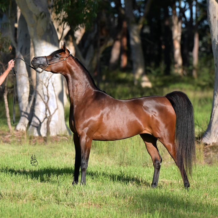 SAFFIRE MI