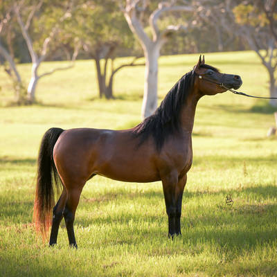 SAFFIRE MI