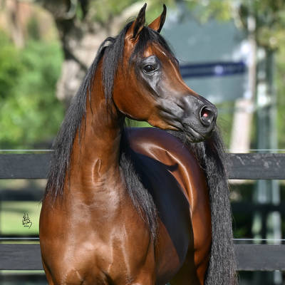 SAFFIRE MI