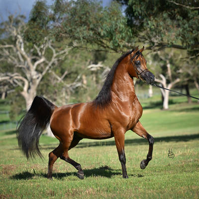 FAWAZ DEL PALAZZOTTO