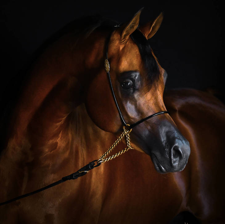 FAWAZ DEL PALAZZOTTO