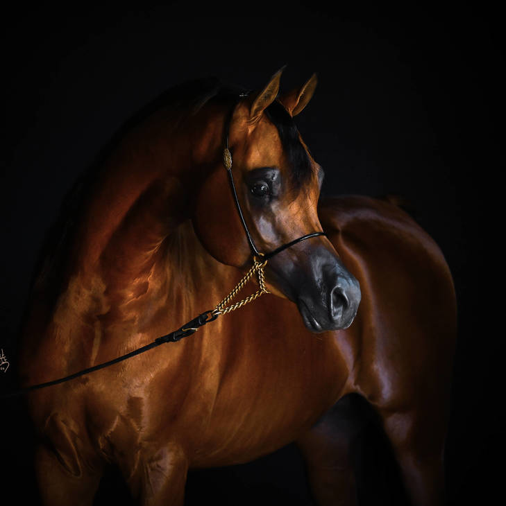 FAWAZ DEL PALAZZOTTO