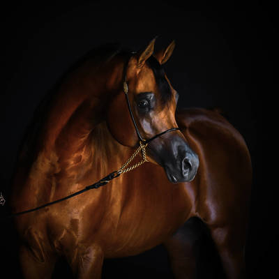 FAWAZ DEL PALAZZOTTO