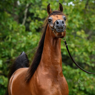 FAWAZ DEL PALAZZOTTO