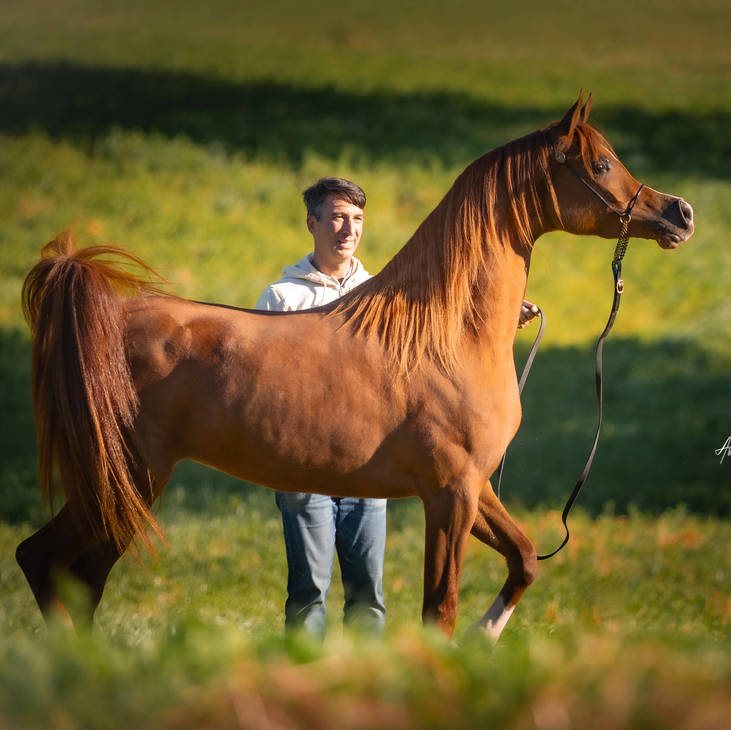 ASPIRE MI | Dam of AMPLIFY MI