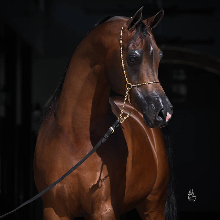 DOMINIC M | Sire of AMPLIFY MI