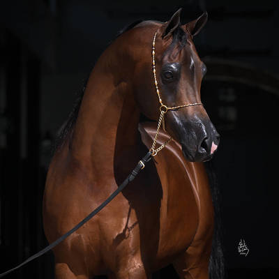 DOMINIC M | Sire of AMPLIFY MI