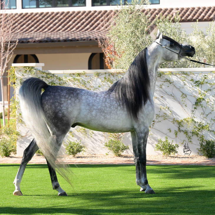 FAROUK PALAZZOTTO | Sire of FARAH MI 
