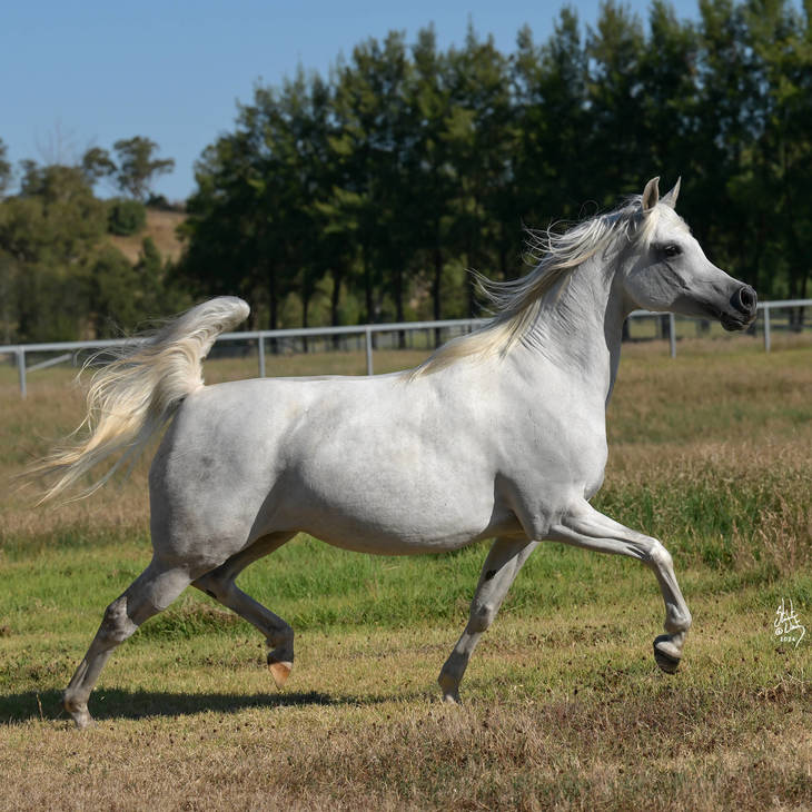 KLASSICAL FAME MI | Dam of FARAH MI