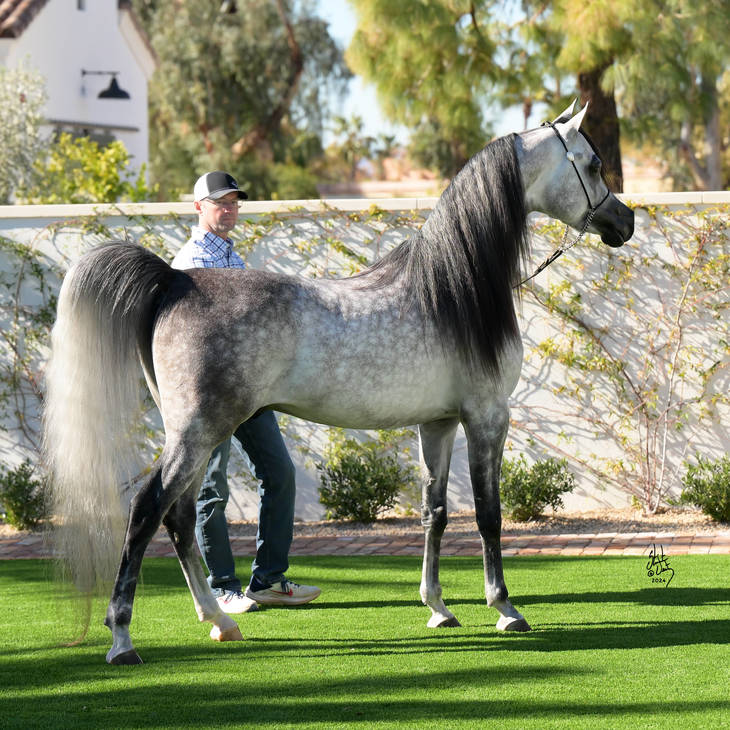 FAROUK PALAZZOTTO | Dam of JEWEL MI