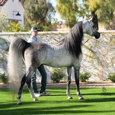 FAROUK PALAZZOTTO | Dam of JEWEL MI