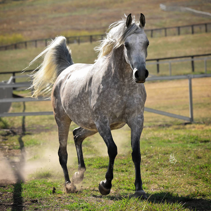 KLASSICAL JEWEL MI | Dam of JEWEL MI