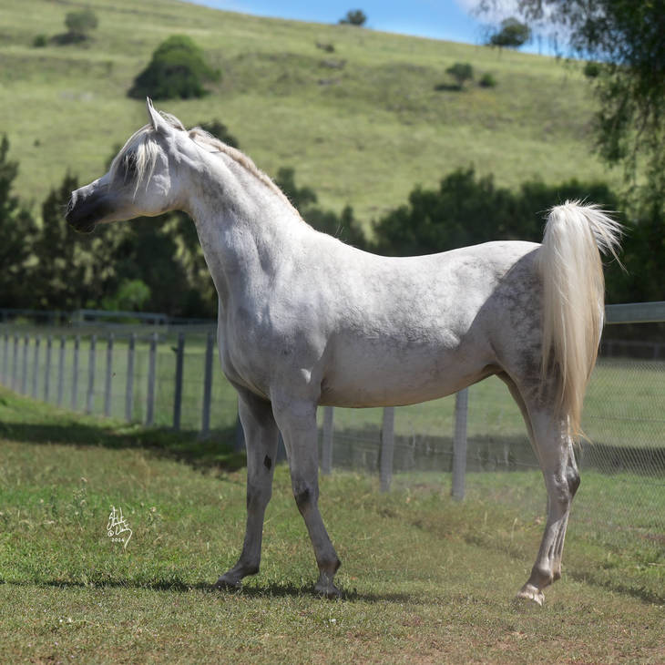 KLASSICALLY ADORED MI | Dam of ADORATION MI