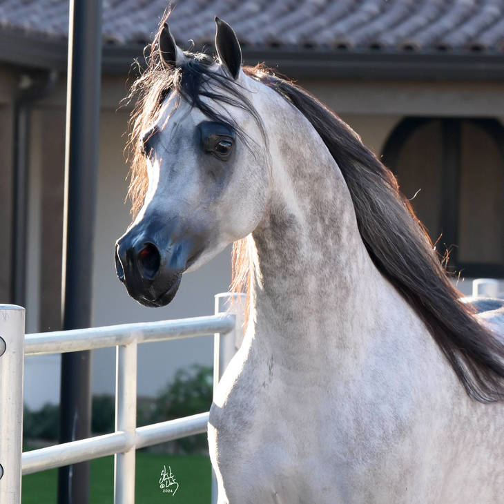 FAROUK PALAZZOTTO | Sire of ADORATION MI