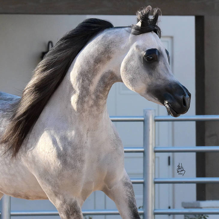 FAROUK PALAZZOTTO | Sire of VINETTA MI