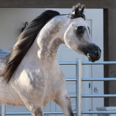 FAROUK PALAZZOTTO | Sire of VINETTA MI