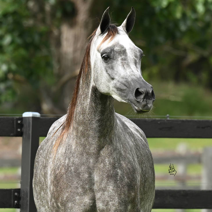 VIENNA MI | Dam of VINETTA MI