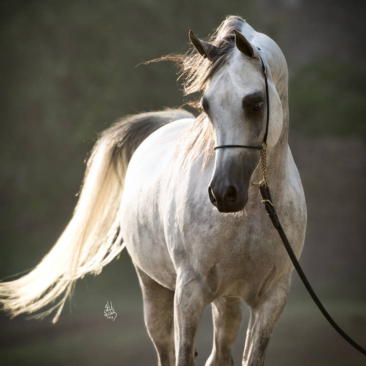 ALLEGIANCE MI | Sire of INDIA MI