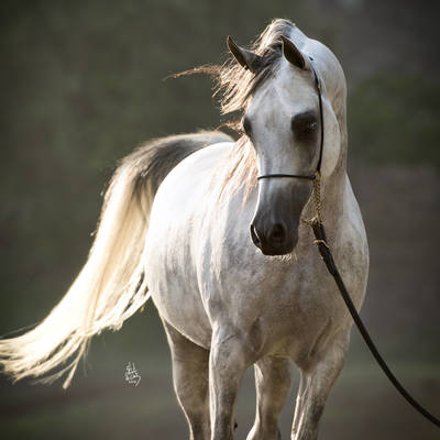 ALLEGIANCE MI | Sire of INDIA MI