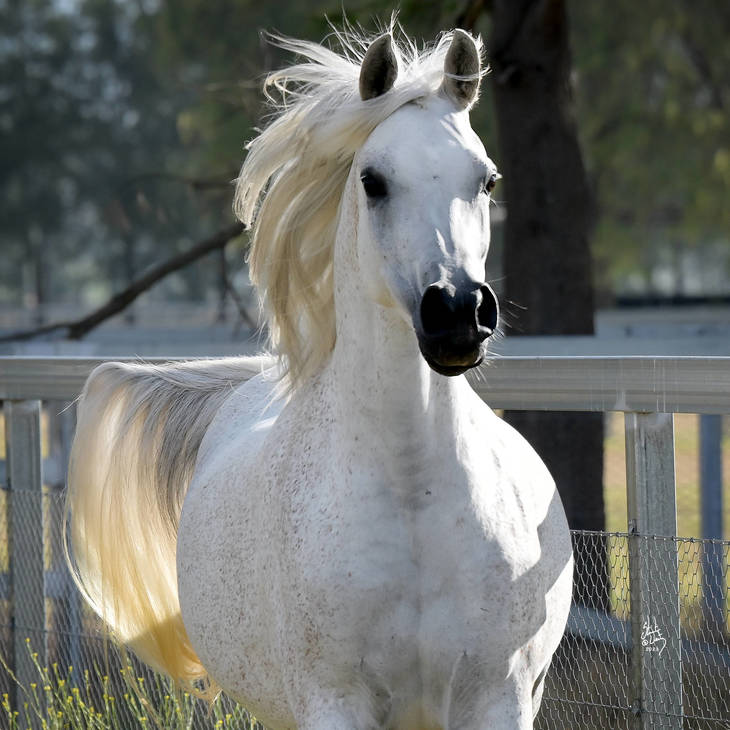 IVORY MI | Dam of INDIA MI