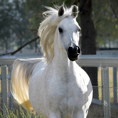 IVORY MI | Dam of INDIA MI