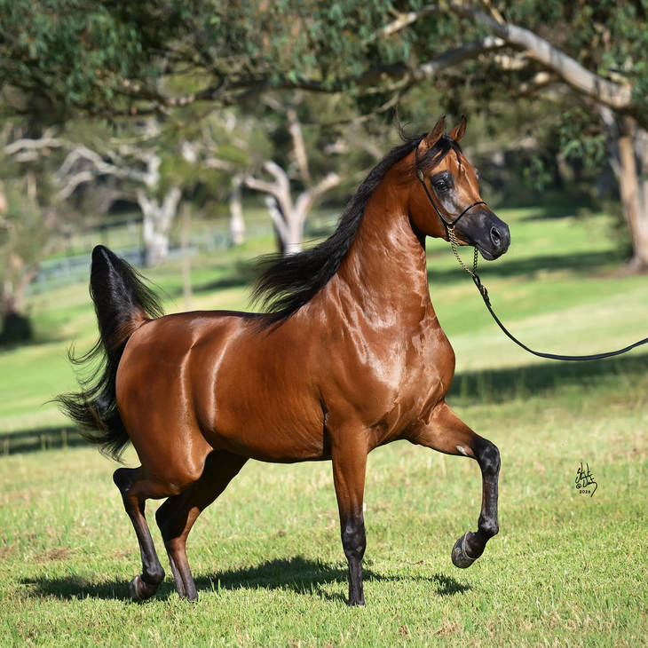 FAWAZ DEL PALAZZOTTO